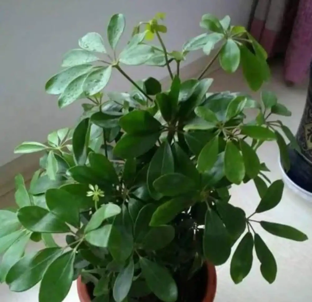 鴨腳木澆水全攻略!無視這3點環境因素,澆再多水也是在製造黃葉