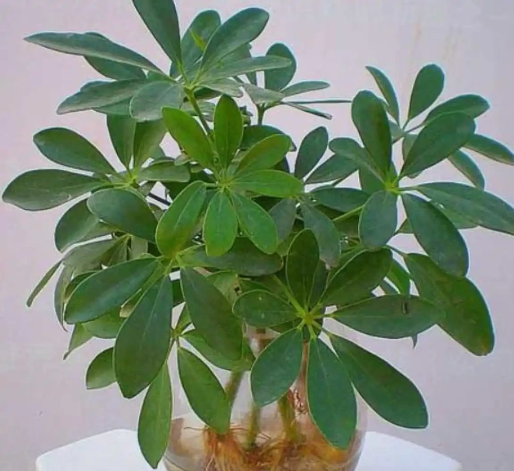 鴨腳木澆水全攻略!無視這3點環境因素,澆再多水也是在製造黃葉