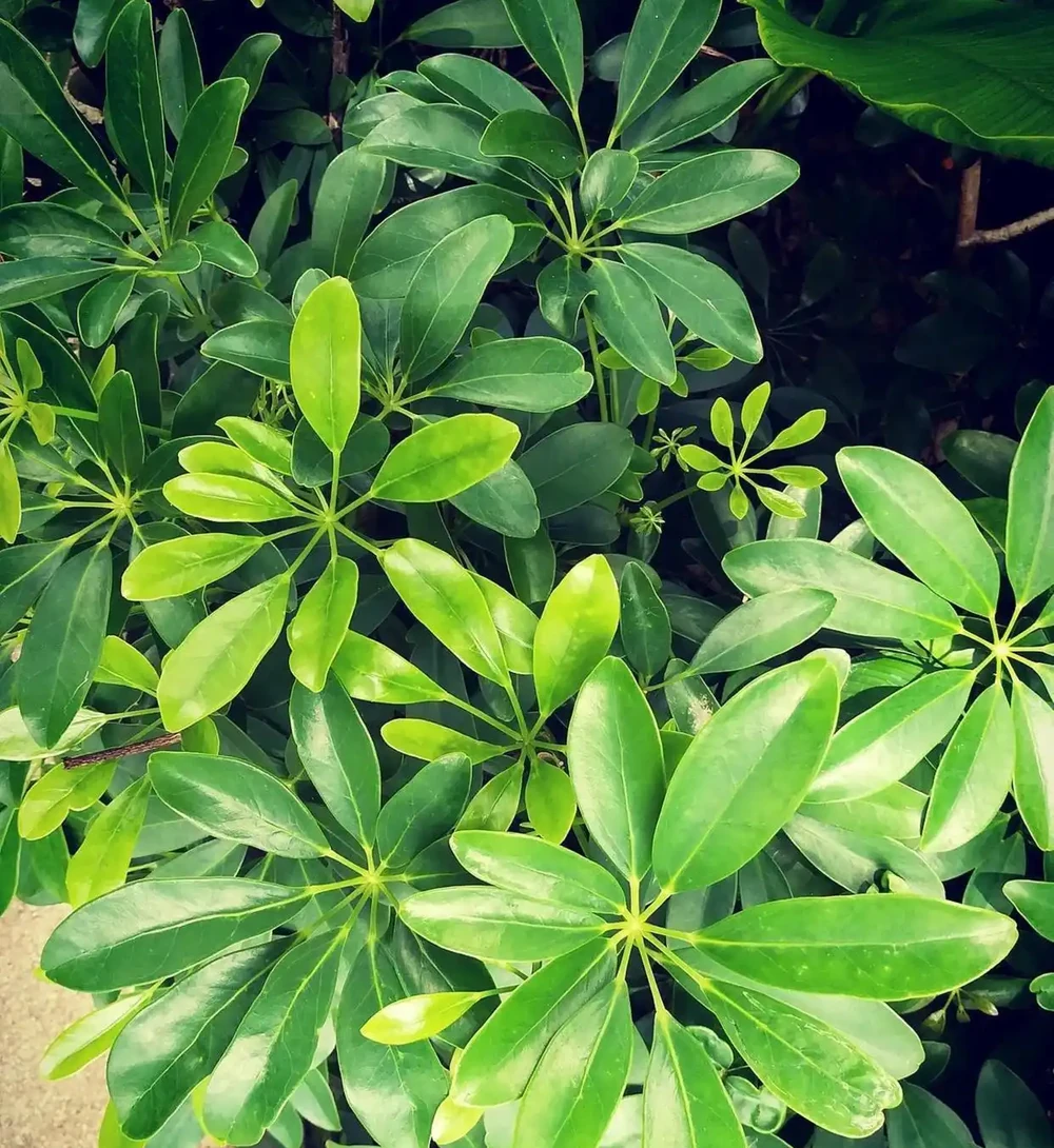 鴨腳木澆水全攻略!無視這3點環境因素,澆再多水也是在製造黃葉