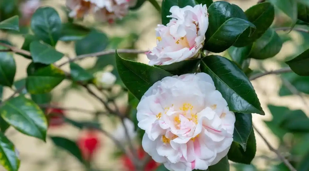 顛覆認知！李姐的茶花秋天從不澆透，靠「餓著養」花苞多一倍，專家出面證實