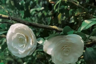 顛覆認知！李姐的茶花秋天從不澆透，靠「餓著養」花苞多一倍，專家出面證實
