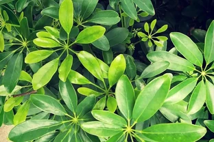 鴨腳木澆水全攻略！無視這3點環境因素，澆再多水也是在製造黃葉