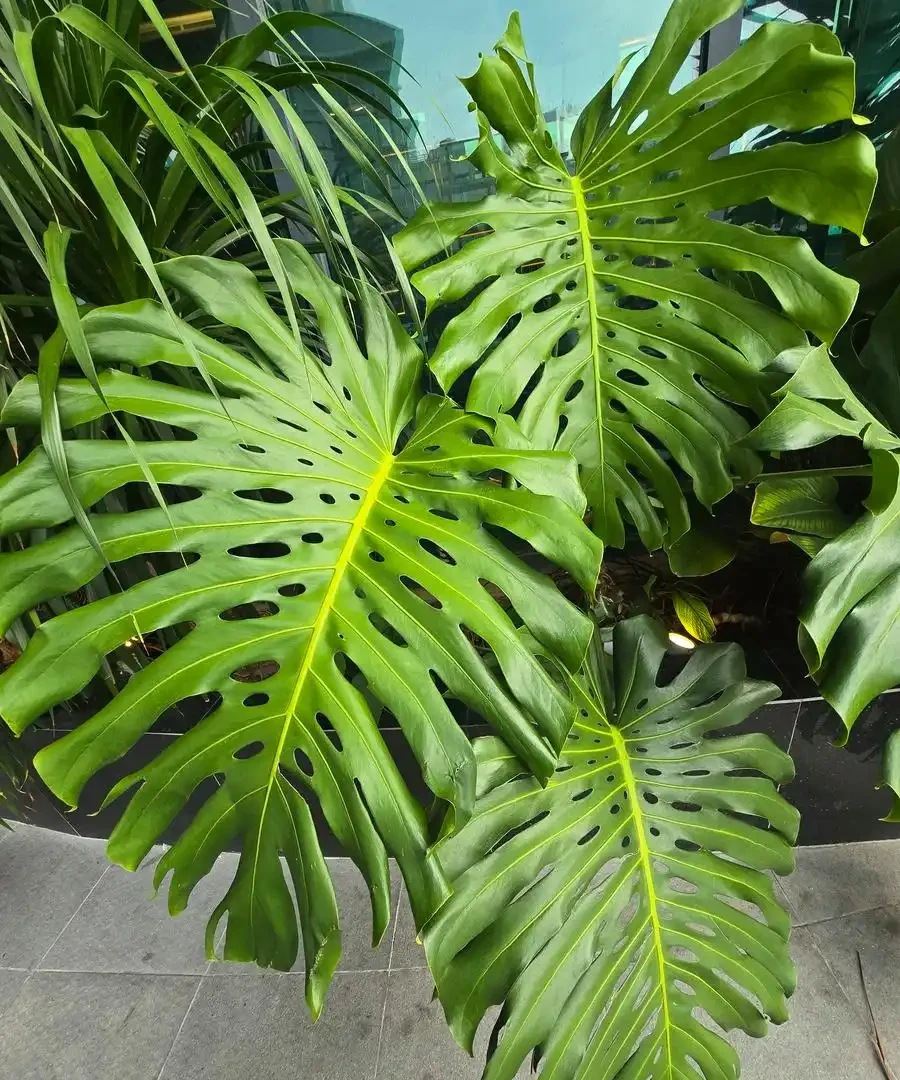 龜背芋葉子發黃怎麼辦?找準 3 個核心原因,很快恢復油綠長勢