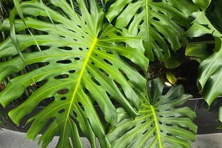 龜背芋葉子發黃怎麼辦？找準 3 個核心原因，很快恢復油綠長勢