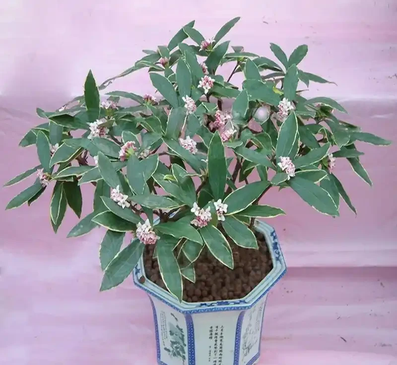 瑞香花冬天開花香滿屋!但這5個雷區踩了就完蛋,新手必看