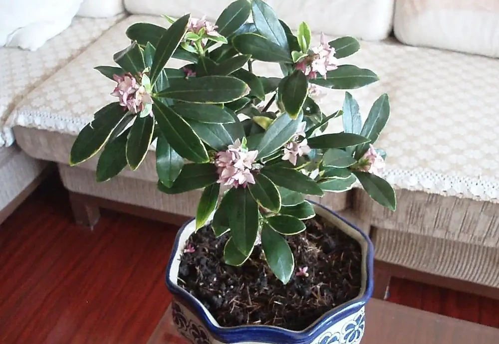 瑞香花冬天開花香滿屋!但這5個雷區踩了就完蛋,新手必看