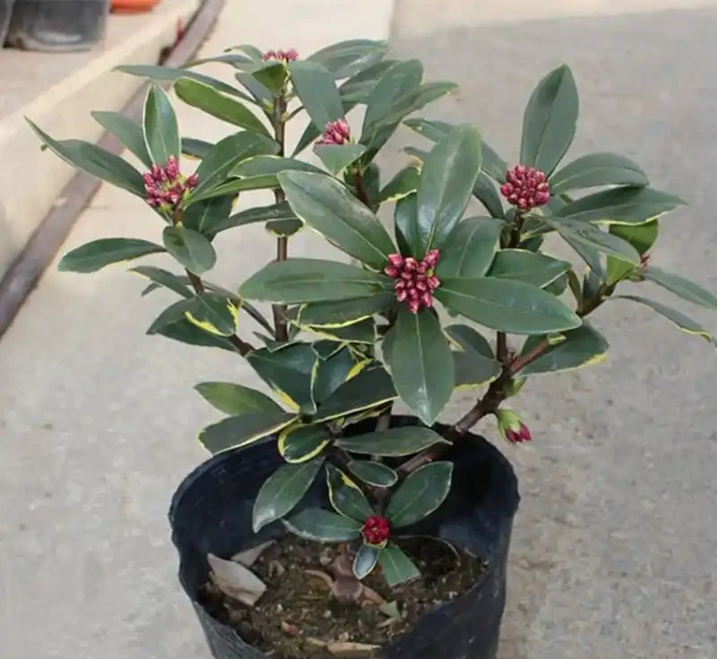 瑞香花冬天開花香滿屋!但這5個雷區踩了就完蛋,新手必看