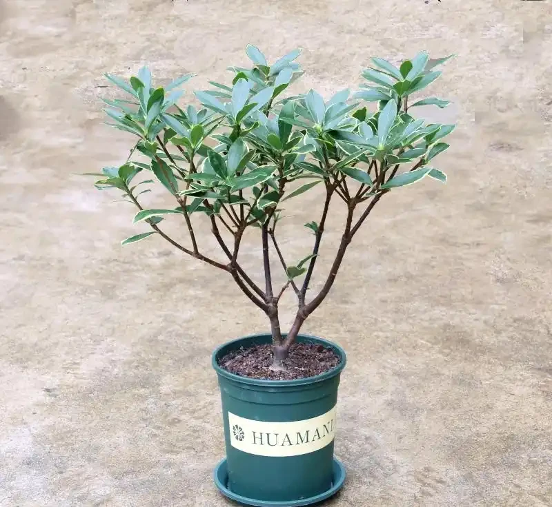瑞香花冬天開花香滿屋!但這5個雷區踩了就完蛋,新手必看