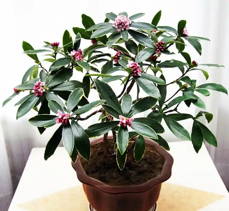 瑞香花冬天開花香滿屋!但這5個雷區踩了就完蛋,新手必看