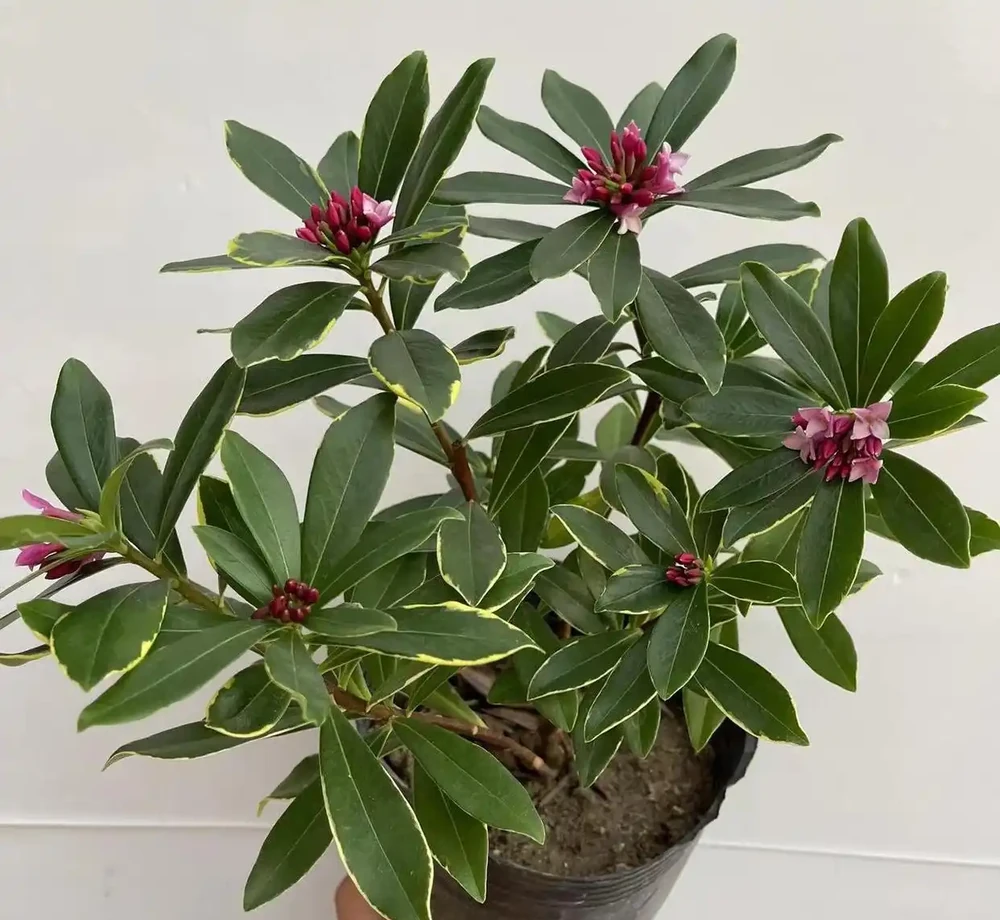 瑞香花冬天開花香滿屋!但這5個雷區踩了就完蛋,新手必看