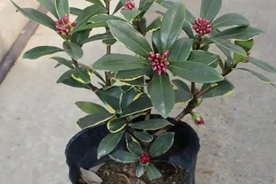 瑞香花冬天開花香滿屋！但這5個雷區踩了就完蛋，新手必看