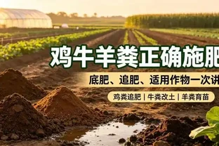 雞糞、牛糞羊糞正確施肥技巧