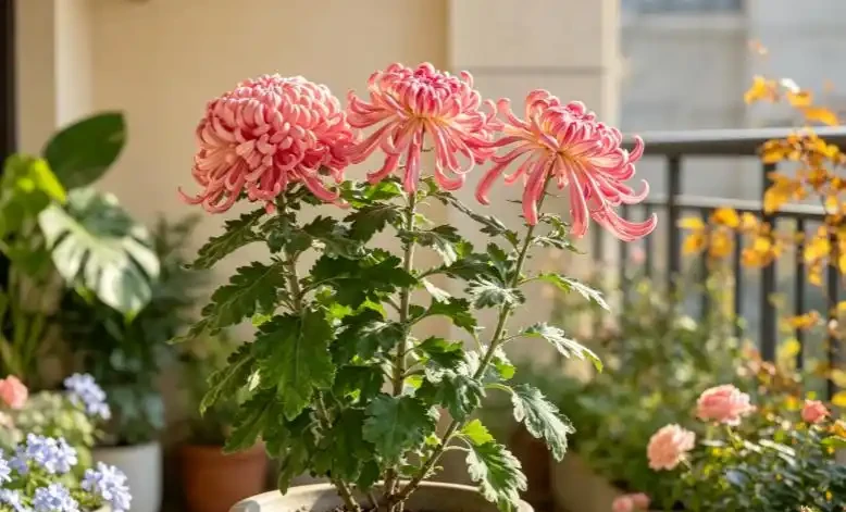 9月種下大菊苗,11月開出巴掌大的花!雍容華貴驚豔朋友圈!