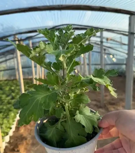 9月種下大菊苗,11月開出巴掌大的花!雍容華貴驚豔朋友圈!
