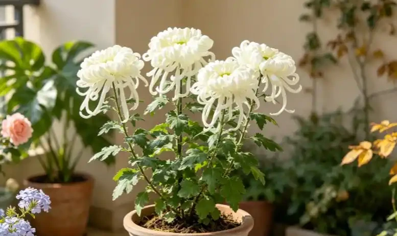 9月種下大菊苗,11月開出巴掌大的花!雍容華貴驚豔朋友圈!