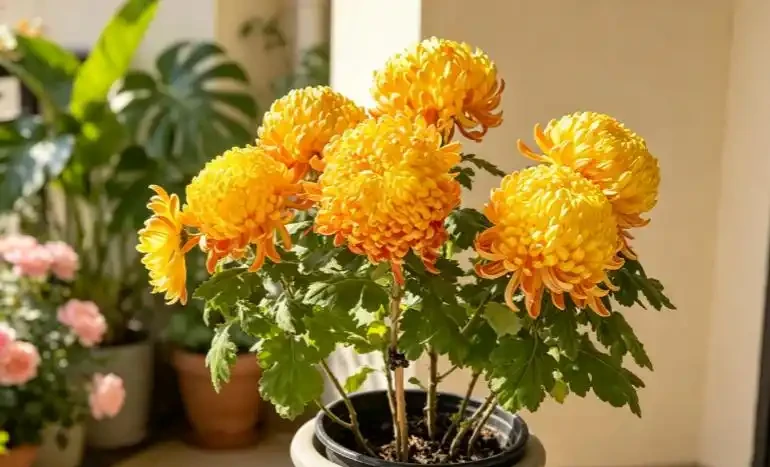 9月種下大菊苗,11月開出巴掌大的花!雍容華貴驚豔朋友圈!