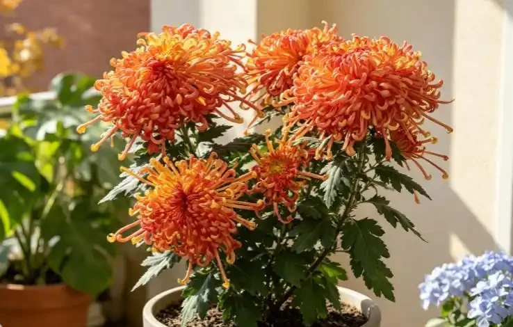 9月種下大菊苗,11月開出巴掌大的花!雍容華貴驚豔朋友圈!