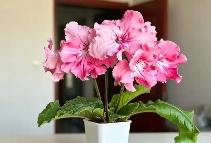 誰說北陽臺光照差，養不了可花植物？這花間接光下一年開花300天