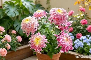 9月種下大菊苗，11月開出巴掌大的花！雍容華貴驚豔朋友圈！