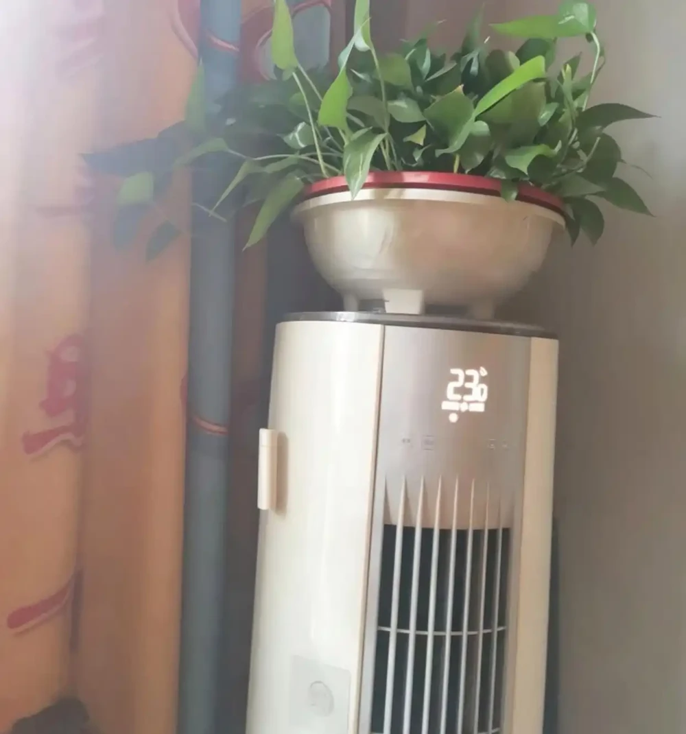 家有黃金葛,財運自來!3個風水妙用,很多人都用錯了