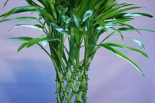 種萬年竹有講究嗎？避開3個坑，葉子油綠瘋長