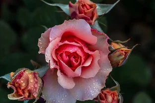 月季花是春天開的嗎？三年觀察揭開四季開花真相