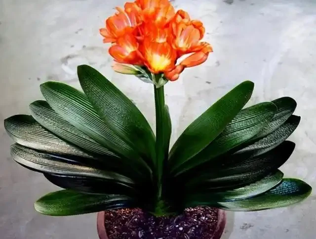 花卉盆栽枯萎發黃別扔掉，學會這招藍色小肥料秘訣，養花新手也能輕鬆逆襲生長旺盛。