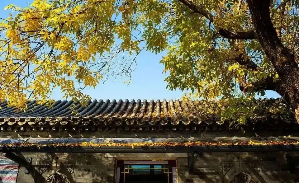 農村老話說「三樹進宅，升官發財」，指的是哪三種樹？一起來看下吧