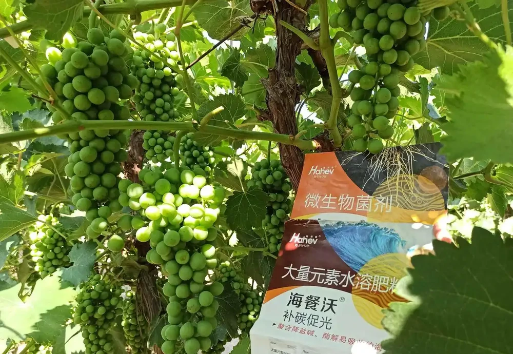 葡萄轉色期用什麼肥料好-用海餐沃效果