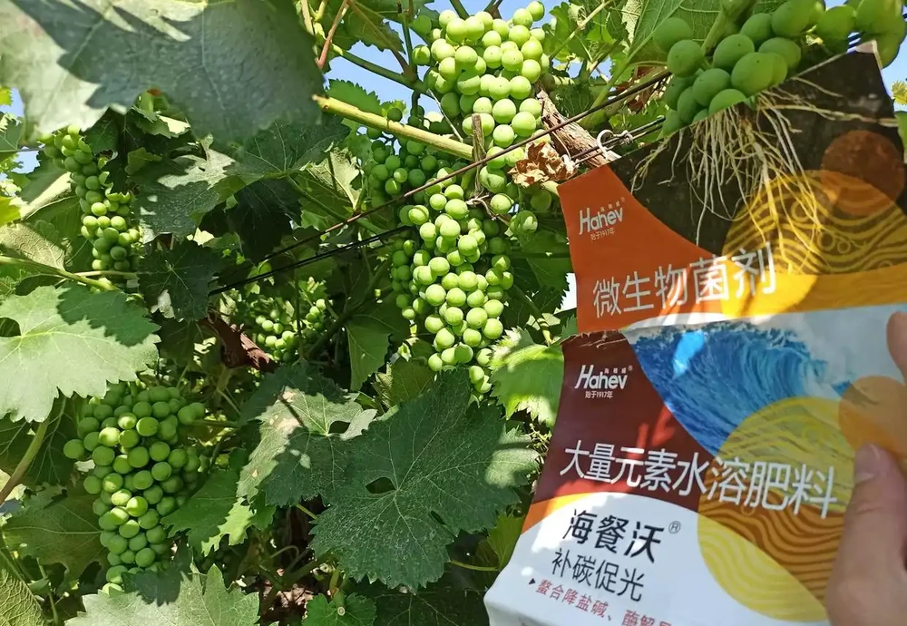 葡萄轉色期用什麼肥料好-用海餐沃效果