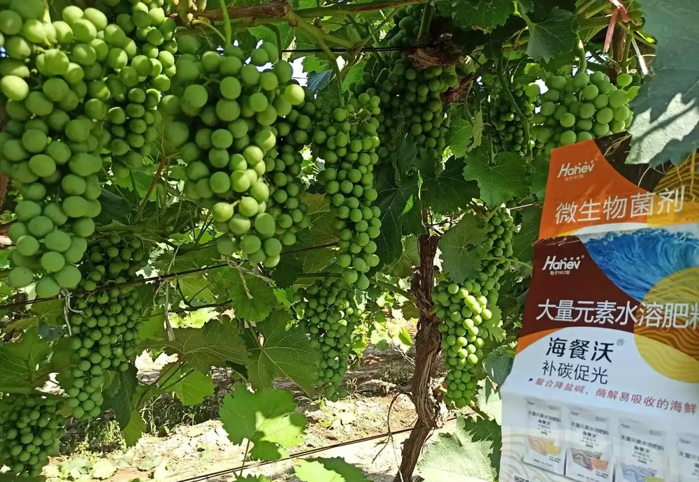 葡萄轉色期用什麼肥料好-用海餐沃效果