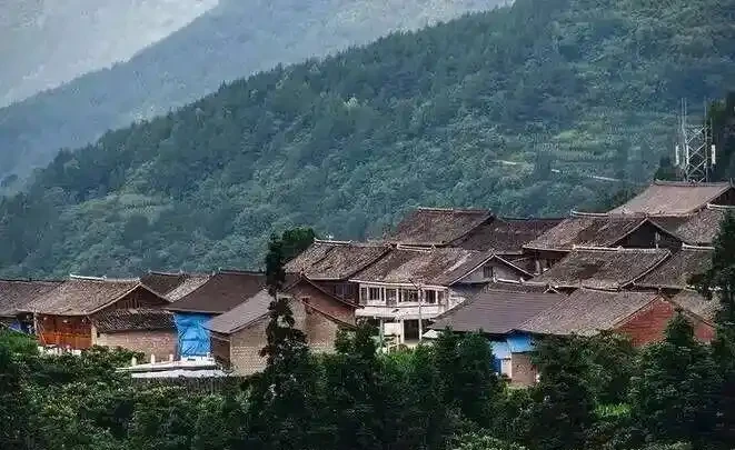 農村老話說「三樹進宅，升官發財」，指的是哪三種樹？一起來看下吧
