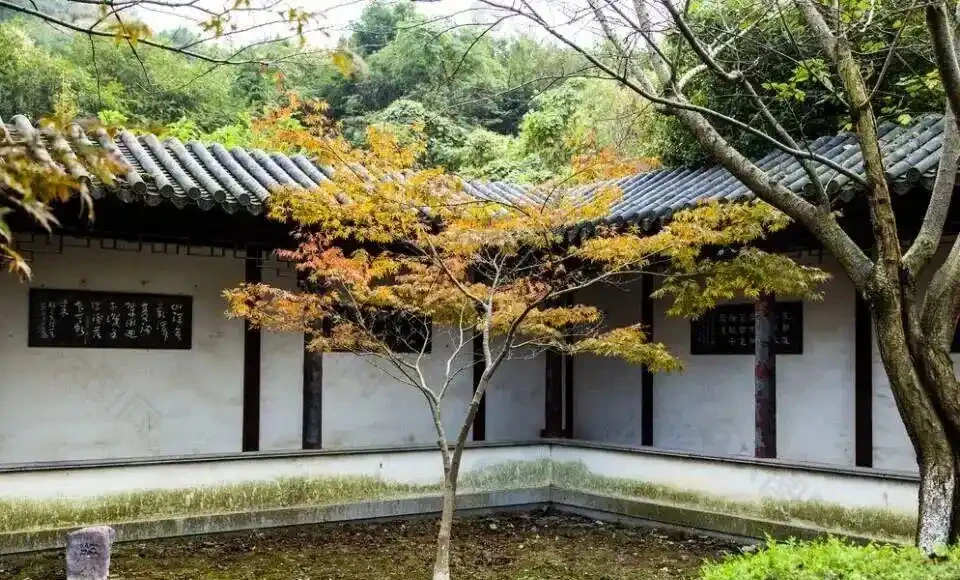 農村老話說「三樹進宅，升官發財」，指的是哪三種樹？一起來看下吧