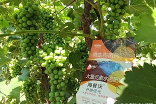 葡萄轉色期用什麼肥料好