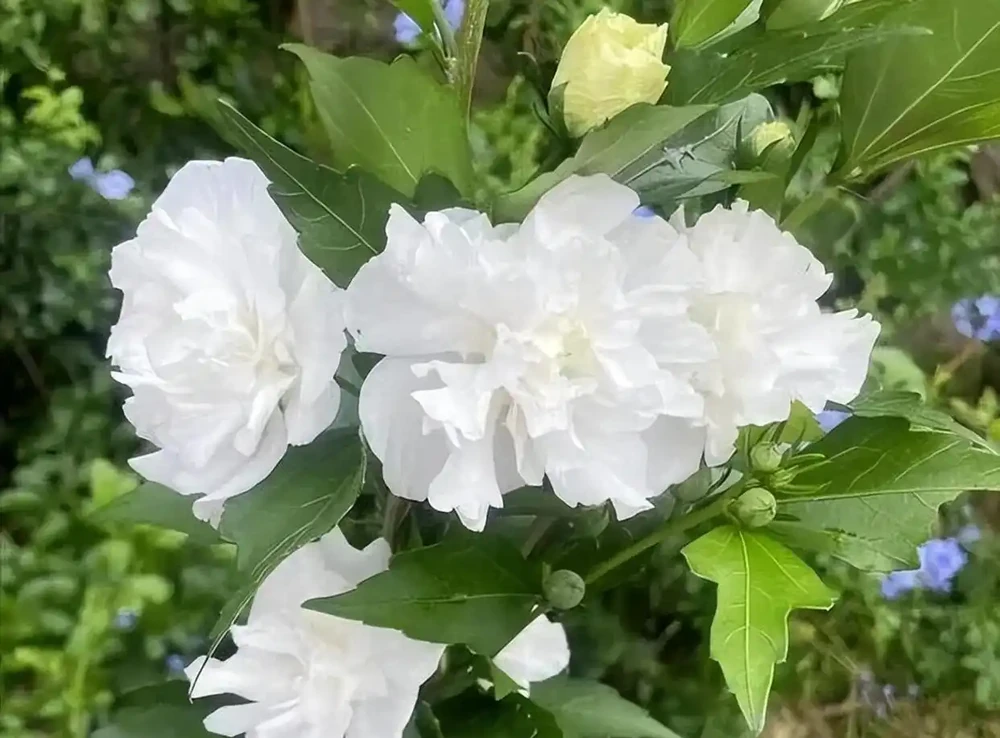 聽句勸,這幾種花千萬別進屋!它們就喜歡「凍一凍」,來年花量直接翻倍
