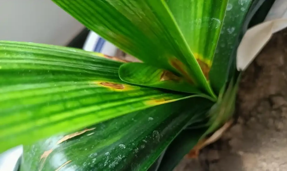 秋天君子蘭施肥別憑感覺！看準這2個訊號，根壯葉大開花多