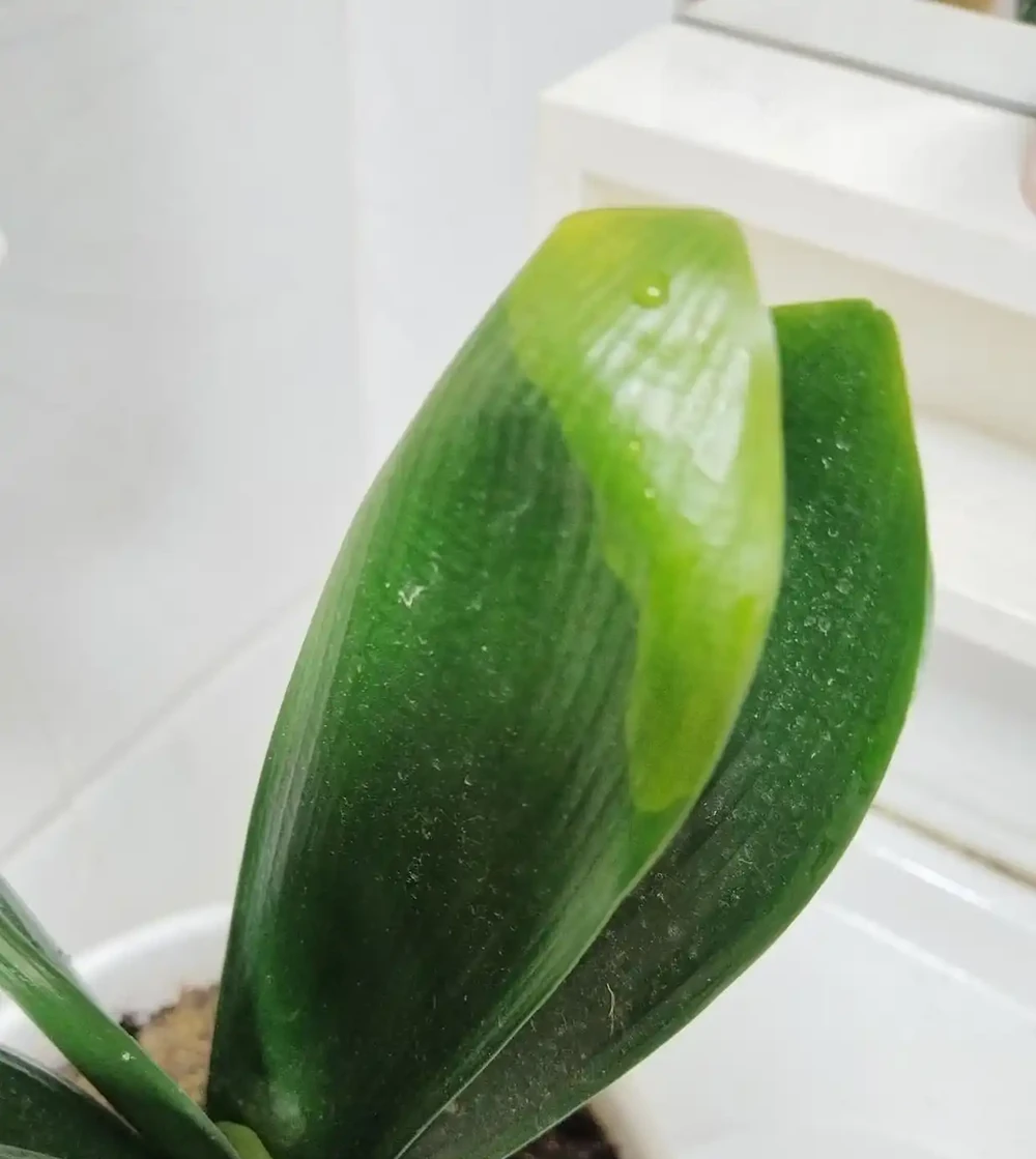 秋天君子蘭施肥別憑感覺！看準這2個訊號，根壯葉大開花多