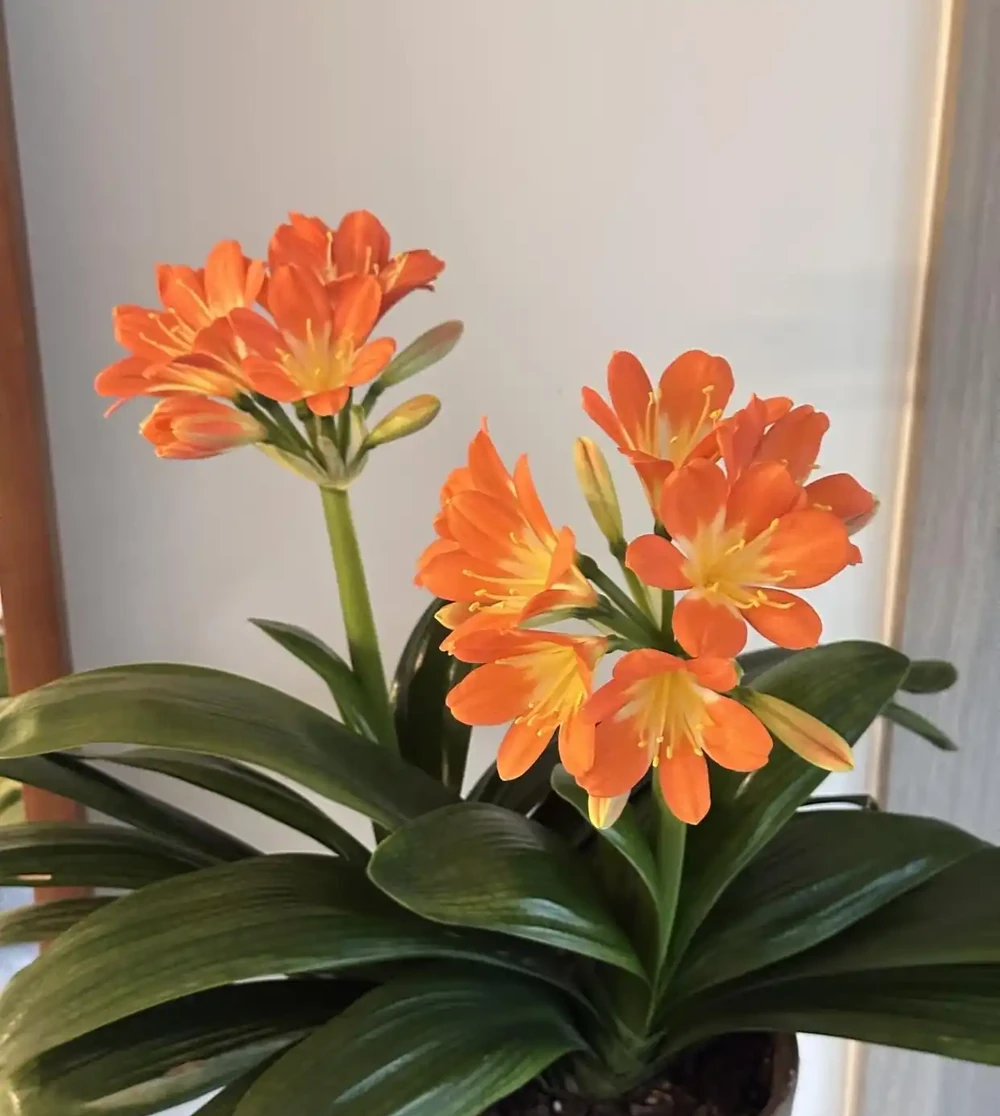 秋天君子蘭施肥別憑感覺！看準這2個訊號，根壯葉大開花多