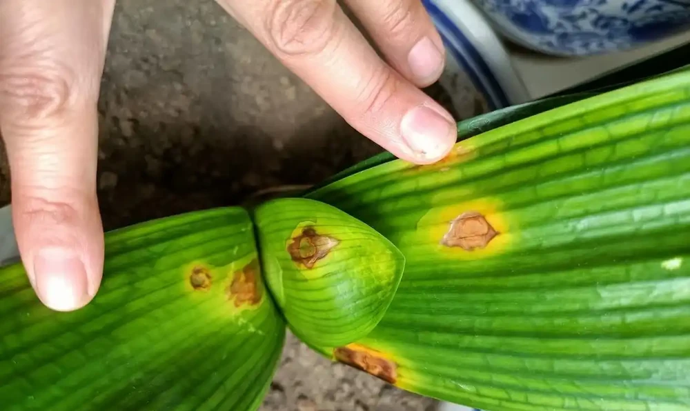 秋天君子蘭施肥別憑感覺！看準這2個訊號，根壯葉大開花多