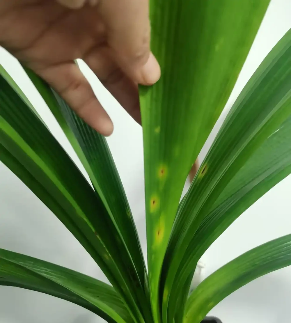 秋天君子蘭施肥別憑感覺！看準這2個訊號，根壯葉大開花多