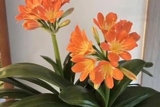 秋天君子蘭施肥別憑感覺！看準這2個訊號，根壯葉大開花多