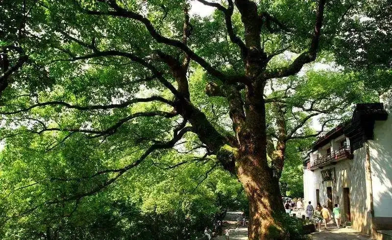 無論院子多大，這2種樹千萬別種在窗戶邊，擋光又招蟲