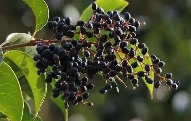 無論院子多大，這2種樹千萬別種在窗戶邊，擋光又招蟲
