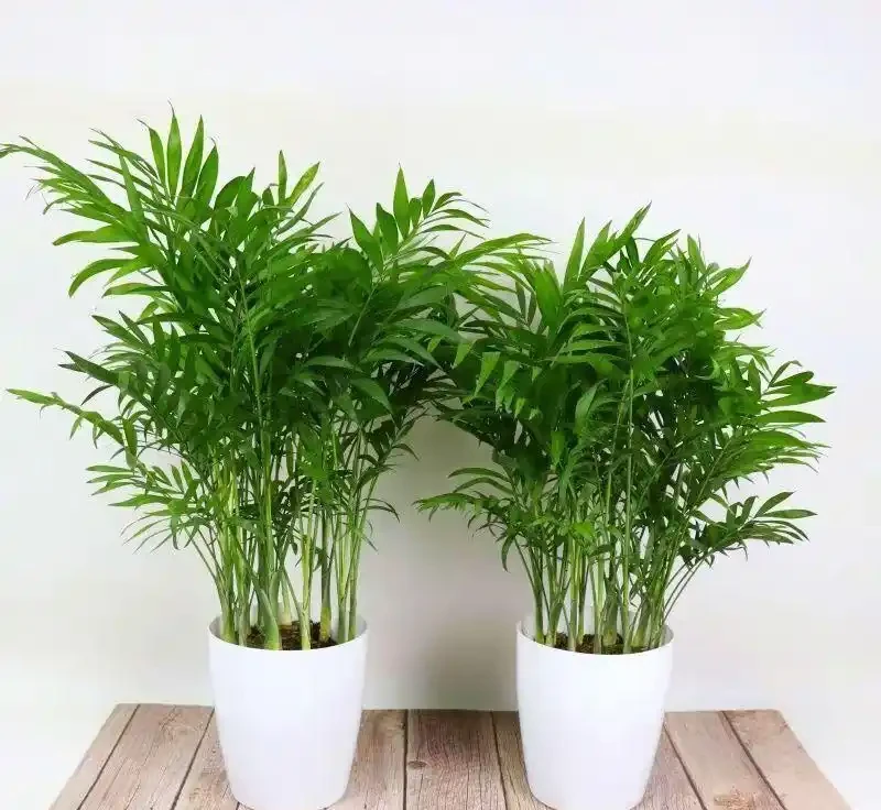 黃椰子放客廳像熱帶雨林!但葉片幹尖別忽略,多半是缺了這個