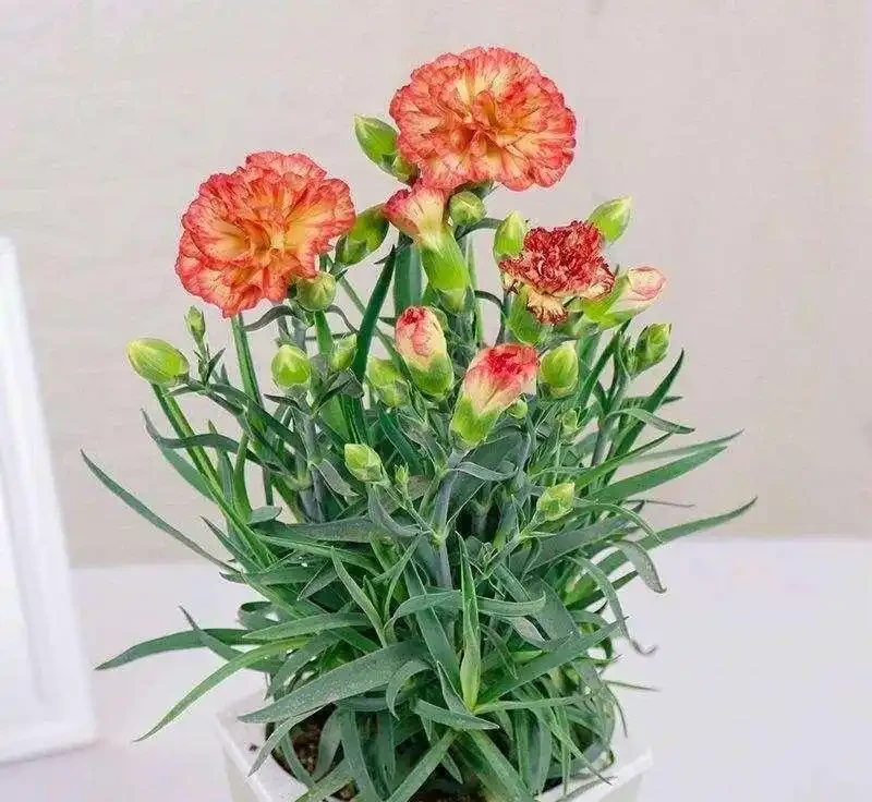康乃馨不是隻送媽媽！室內這樣養，開花期超長顏色正，太值了