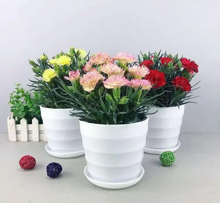 康乃馨不是隻送媽媽！室內這樣養，開花期超長顏色正，太值了