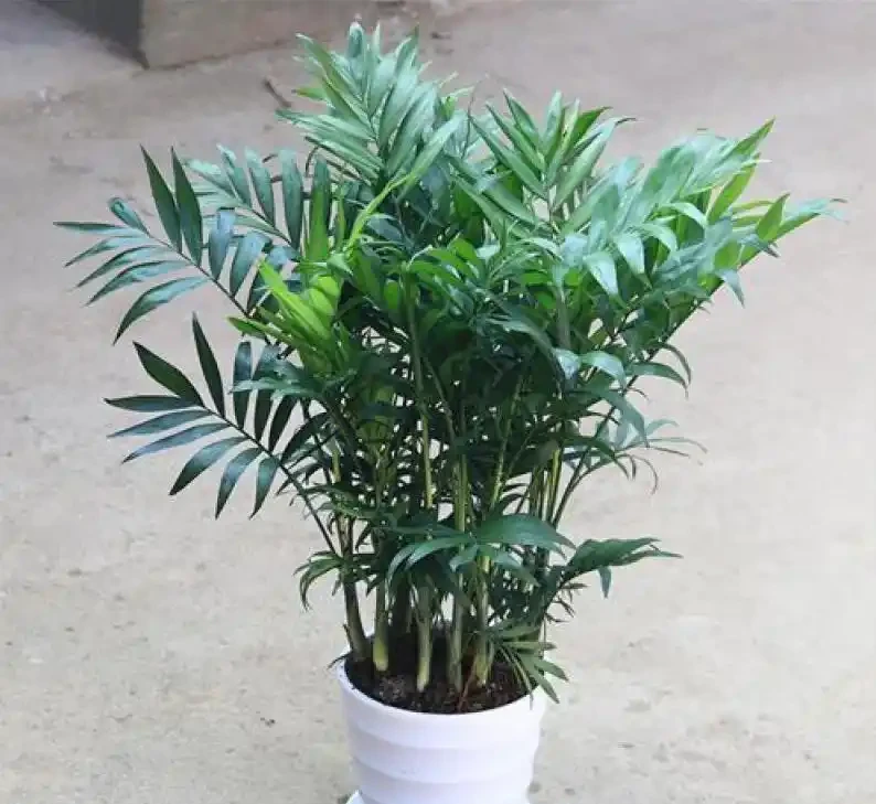 黃椰子放客廳像熱帶雨林!但葉片幹尖別忽略,多半是缺了這個