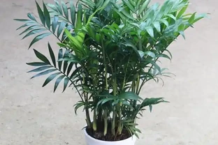 黃椰子放客廳像熱帶雨林！但葉片幹尖別忽略，多半是缺了這個