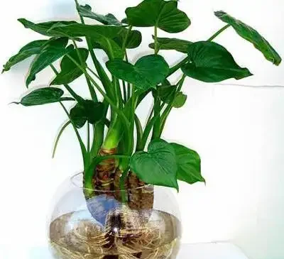 海芋葉子發黃別亂剪!學會這招救命秘訣,只需三步讓盆栽重煥生機!