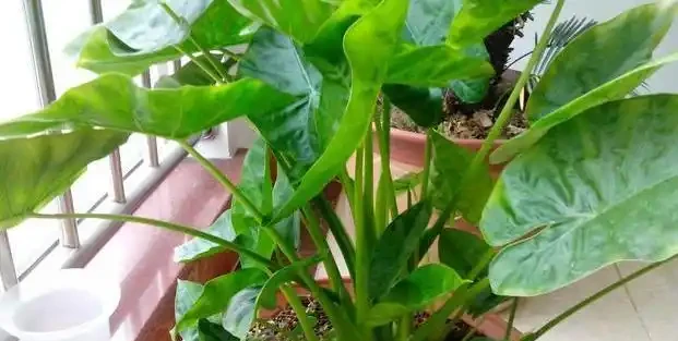 海芋葉子發黃別亂剪!學會這招救命秘訣,只需三步讓盆栽重煥生機!